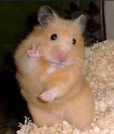 hamster